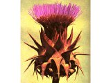 The wild artichoke has purple prickly flowers.